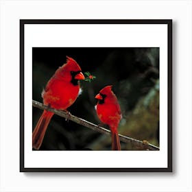 Cardinals Perched On Branch Art Print