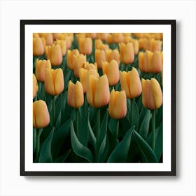Yellow Tulips 2 Art Print