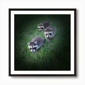 Baby Raccoons Art Print