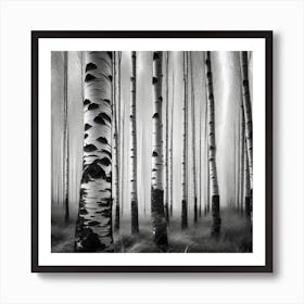 Birch Trees 29 Art Print