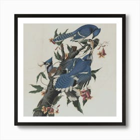 Blue Jays Art Print