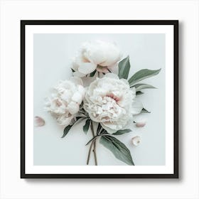 White Peonies On White Background Art Print