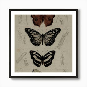 Butterflies And Moths 1 Art Print