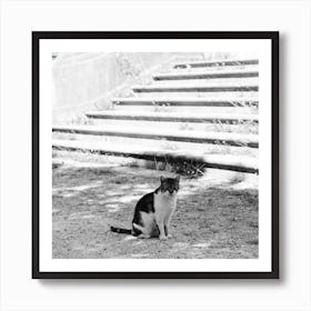 Cat Of The Mansion, Black And White St Sebastian, Spain Square Art Print