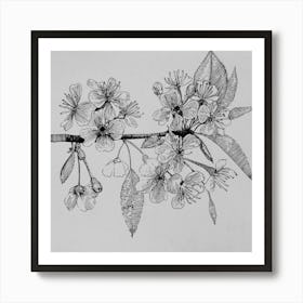 Cherry Blossoms 1 Art Print