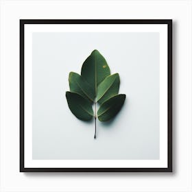Leaf Isolated On White Background Art Print