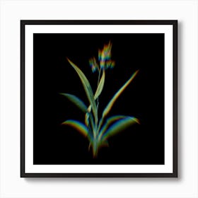 Prism Shift Flax Lilies Botanical Illustration on Black n.0279 Art Print