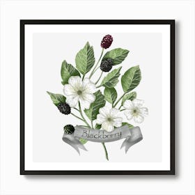 blackberry botanical drawing Art Print