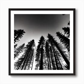 Black And White Forest 6 Art Print