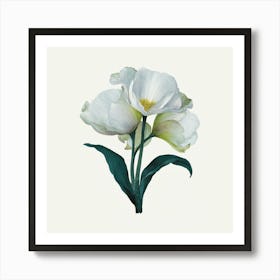 White Tulips Art Print