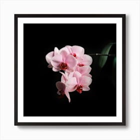 Blooming Orchid // Nature Photography Art Print