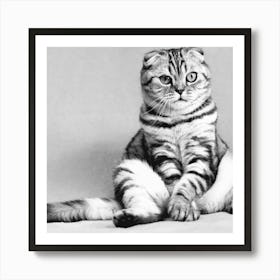 Black And White Cat Art Print