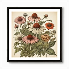 Echinacea Spices And Herbs Retro Drawing Art Print 1 Art Print