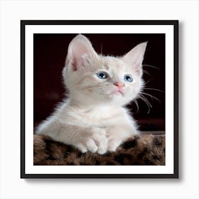 White Kitten With Blue Eyes Art Print