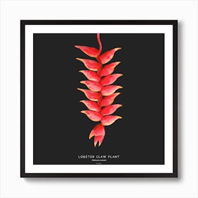 Lobster Claw Plant Square Art Print