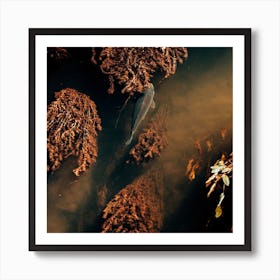 Fish In The Water Art Print