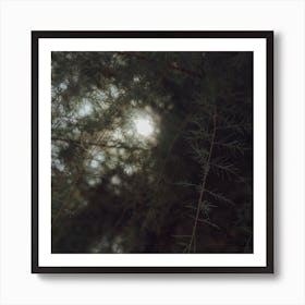 Sunshine Through The Trees St Sebastian, Spain Square Art Print