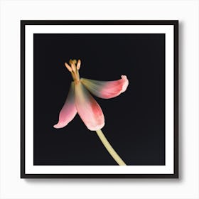 Dried Tulip 2 Instagram Flower Art Print