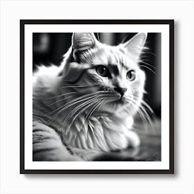Black And White Cat 30 Art Print