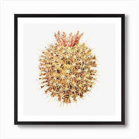 Colourful Tunicate, Ernst Haeckel Art Print