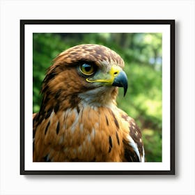 Hawk (1) Art Print