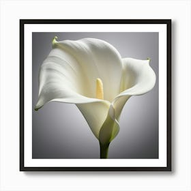 Calla Lily 1 Art Print