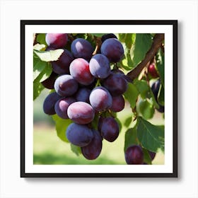 Plums On The Tree 1 Art Print