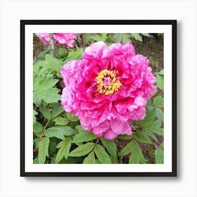 Peony in Japan 20 Art Print