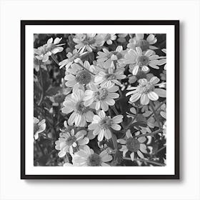 Black And White Daisy Art Print