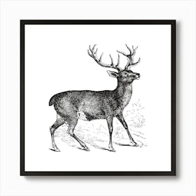 Deer Illustration Art Print