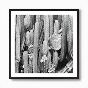 Black and White Cacti Art Print