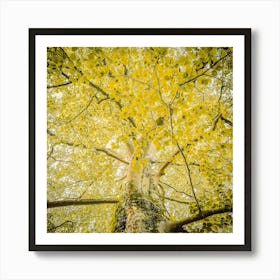 Yellow Autumn Tree 2 Botanical Photography Art Print