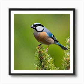 Blue Tit 82 Art Print