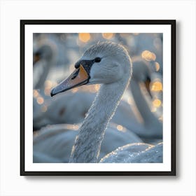 Swans At Sunrise 1 Art Print