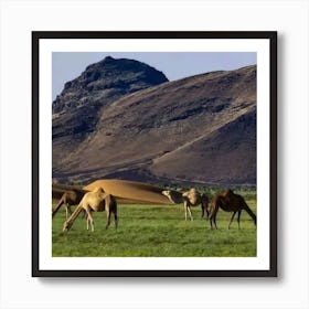 Camels In The Desert Art Print