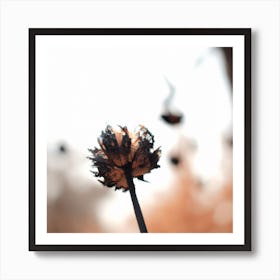 Dandelion Art Print