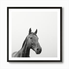 Black And White Horse Portrait Art Print