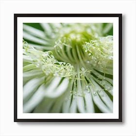 White Flower With Water Droplets Art Print