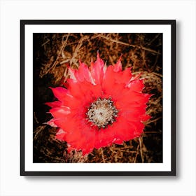 Coral Flower Art Print