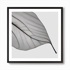 Leaf black and white Art Print