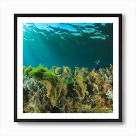 Under The Sea 1 Art Print