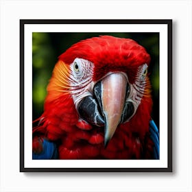 Red Macaw Art Print