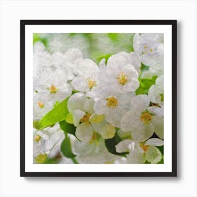 White Blossoms Art Print