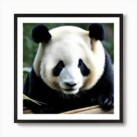 Panda Bear 1 Art Print