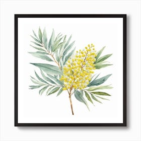 Silver Wattle Bloom Art Print