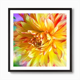 Yellow and Red Dahlia Flower Closeup Art Print