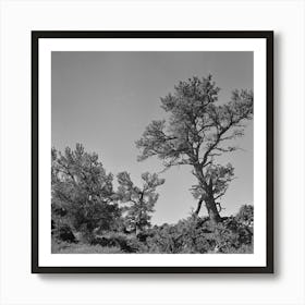 Craters Of The Moon National Monument, Idaho, Trees By Russell Lee Art Print