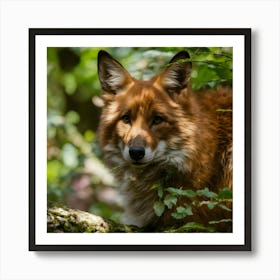 Red Fox Art Print