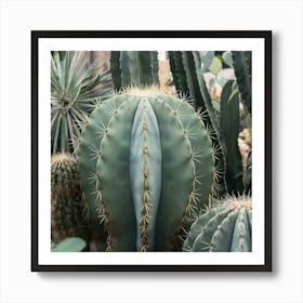 Cactus 4 Póster