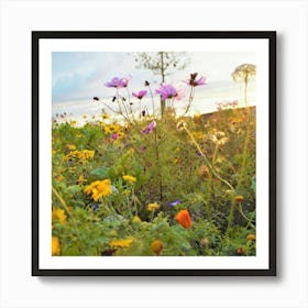 Irish Wildflowers At Sunset Poster